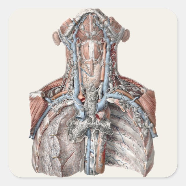 Vintage Anatomie des Menschen Quadratischer Aufkleber (Vorderseite)