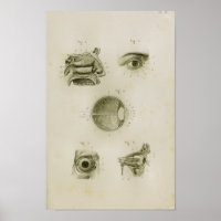 Vintage Anatomie des menschlichen Auges