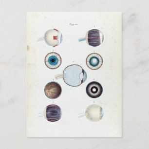 Vintage Anatomie des menschlichen Auges Postkarte