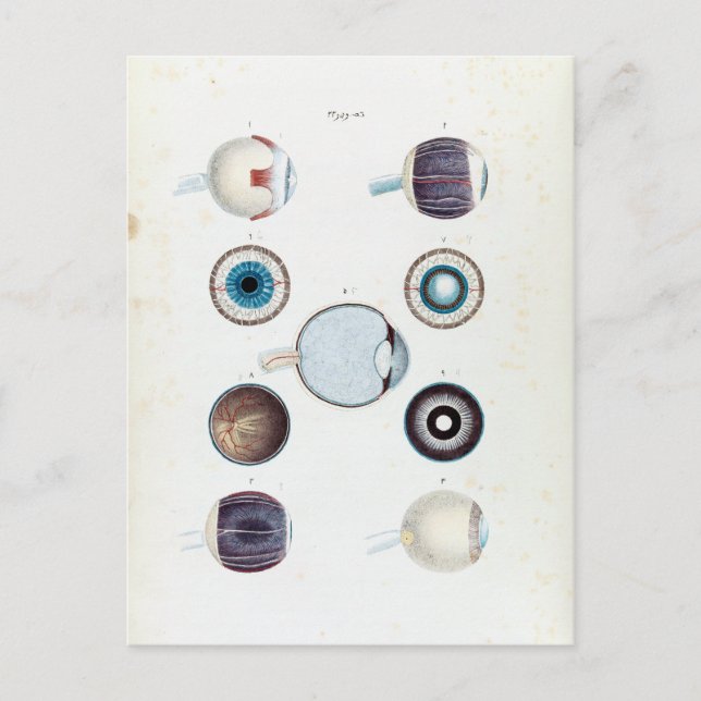 Vintage Anatomie des menschlichen Auges Postkarte (Vorderseite)