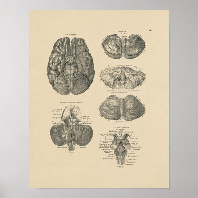 Vintage Anatomie des menschlichen Gehirns 1880 Pri Poster (Vorne)