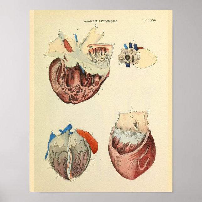 Vintage Anatomie des menschlichen Herzens Print Poster (Vorne)