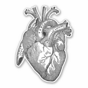 Vintage Anatomie des menschlichen Herzens Schwarz Aufkleber