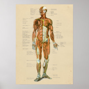 Vintage Anatomie des menschlichen Muskels Anterior Poster