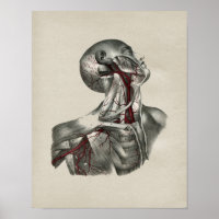 Vintage Anatomie des menschlichen Nackens