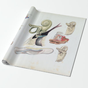 Vintage Anatomie des menschlichen Ohrs Geschenkpapier