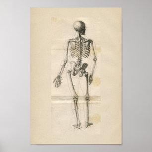Vintage Anatomie des menschlichen Skeletts Poster