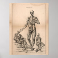 Vintage Anatomie des menschlichen Skeletts Print 1