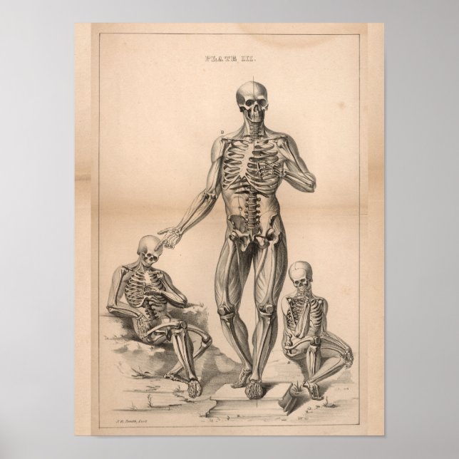 Vintage Anatomie des menschlichen Skeletts Print 1 Poster (Vorne)
