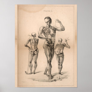Vintage Anatomie des menschlichen Skeletts Print 1 Poster