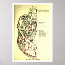 Vintage Anatomie des Schädels Poster