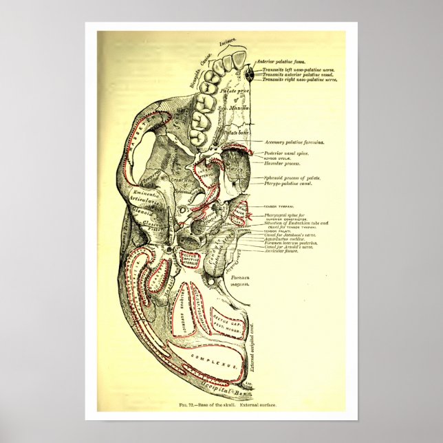 Vintage Anatomie des Schädels Poster (Vorne)