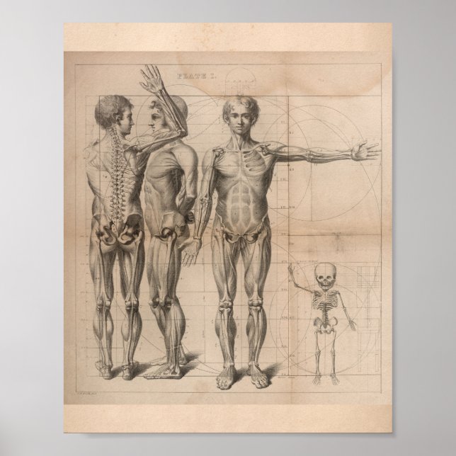 Vintage Anatomie Druck 1827 Poster (Vorne)