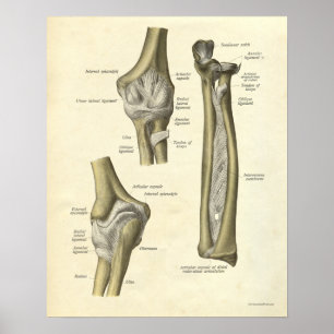 Vintage Anatomie Druck Ellenbogengelenk Poster