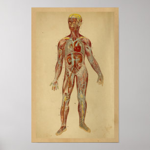 Vintage Anatomie-Druck-Herz-Arterien-Adern Poster