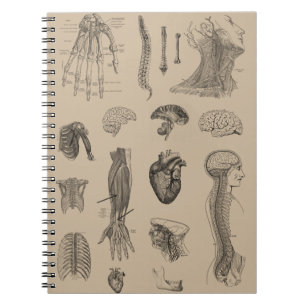 Vintage Anatomie Druck Notizblock