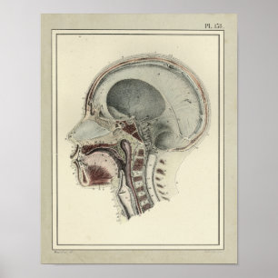 Vintage Anatomie-Druck von 1831 Schädel Wirbelsäul Poster