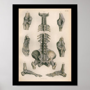 Vintage Anatomie-Druck Wirbelsäule Gelenke Knochen Poster