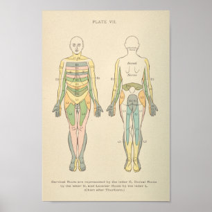 Vintage Anatomie drucken Dermatome Nervenmuster Poster