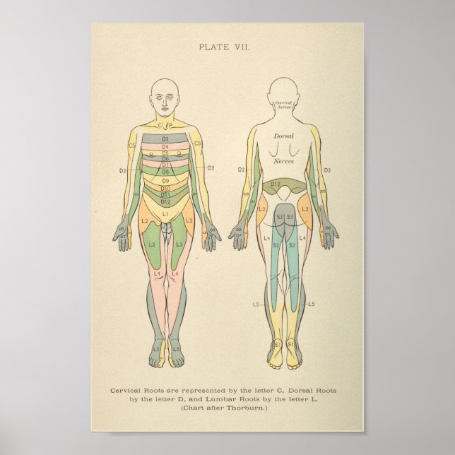 Vintage Anatomie drucken Dermatome Nervenmuster Poster (Vorne)
