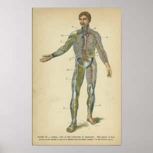 Vintage Anatomie drucken Nervensysteme Poster