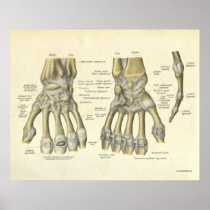 Vintage Anatomie Druckknochen aus Handgelenk Poster