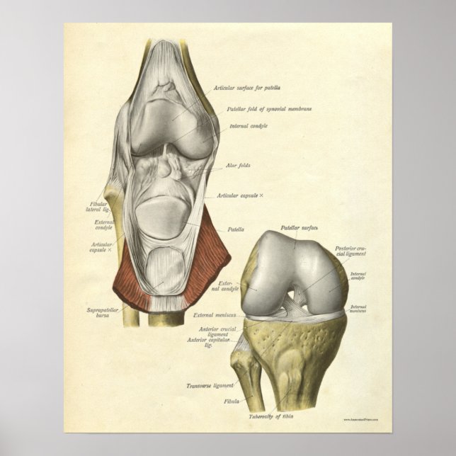 Vintage Anatomie Druckknochen Knie Poster (Vorne)