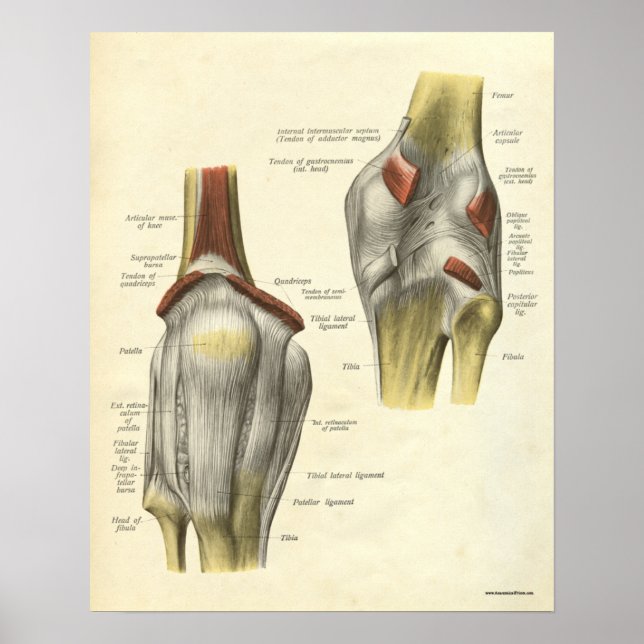 Vintage Anatomie Druckknochen Knie Poster (Vorne)