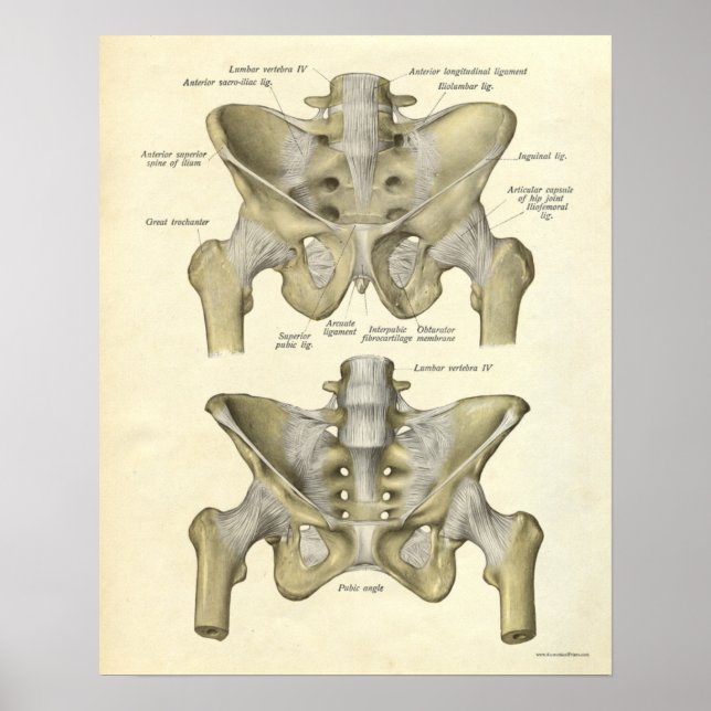 Vintage Anatomie Druckknochen Pelvis Poster (Vorne)