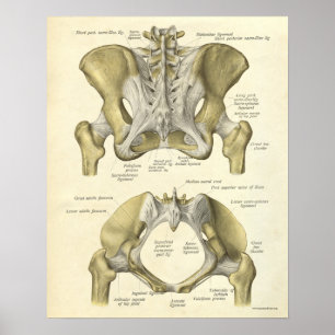 Vintage Anatomie Druckknochen Pelvis Poster