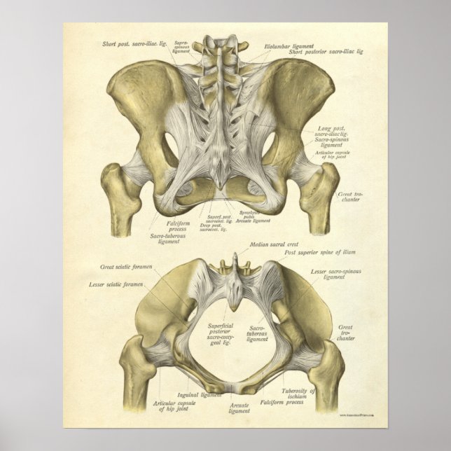 Vintage Anatomie Druckknochen Pelvis Poster (Vorne)