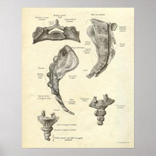 Vintage Anatomie Druckknochen Sacrum Poster