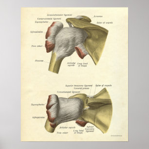 Vintage Anatomie Druckknochen Schultergelenk Poster