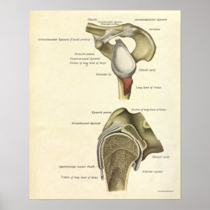 Vintage Anatomie Druckknochen Schultergelenk Poster