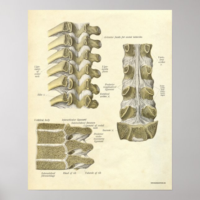 Vintage Anatomie Druckknochen Thorakische Wirbelsä Poster (Vorne)