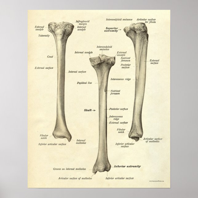 Vintage Anatomie Druckknochen Tibia Poster (Vorne)