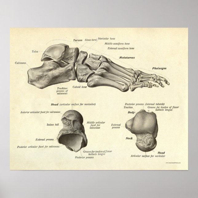 Vintage Anatomie Druckknochen von Foot Poster (Vorne)
