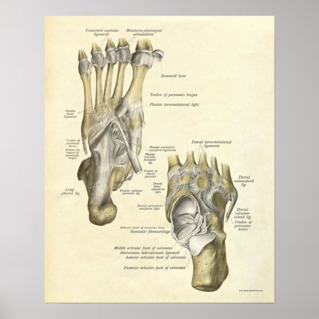 Vintage Anatomie Druckknochen von Foot Poster (Vorne)