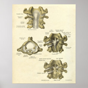 Vintage Anatomie Druckknochen Zervikalspine Poster
