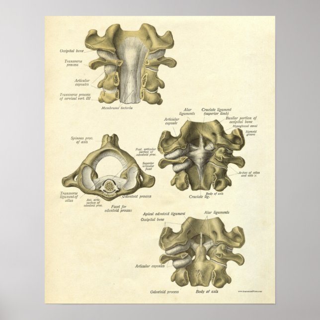 Vintage Anatomie Druckknochen Zervikalspine Poster (Vorne)