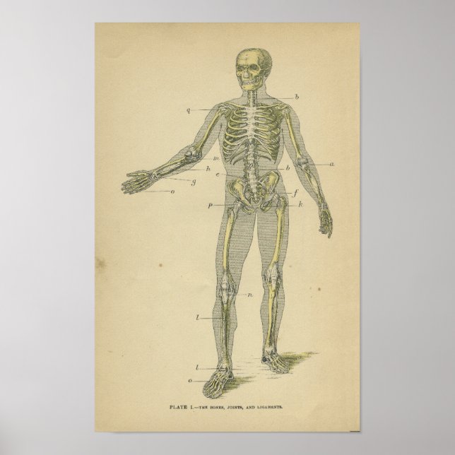 Vintage Anatomie Druckkunde Poster (Vorne)