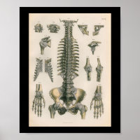Vintage Anatomie DruckWirbelsäule Wirbelknochen