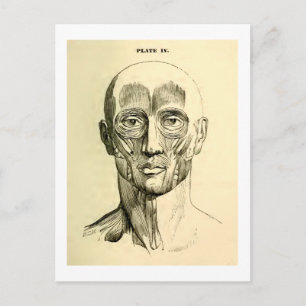 Vintage Anatomie Gesichtsmuskulatur (circa 1852) Postkarte