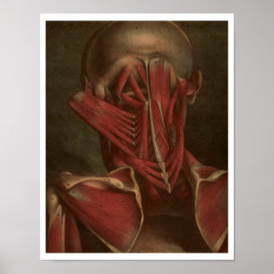 Vintage Anatomie Hals und Schultern Poster