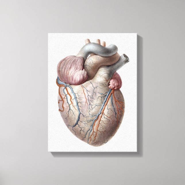 Vintage Anatomie Herzorgane gesund Leinwanddruck (Vorderseite)