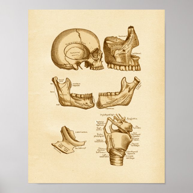 Vintage Anatomie Illustration Knochen des Schädels Poster (Vorne)