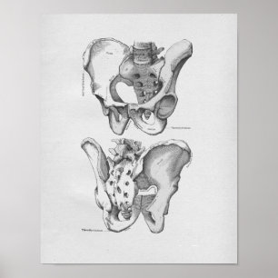Vintage Anatomie-Illustrations-Becken- Knochen Poster