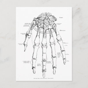 Vintage Anatomie Knochen der Hand Postkarte