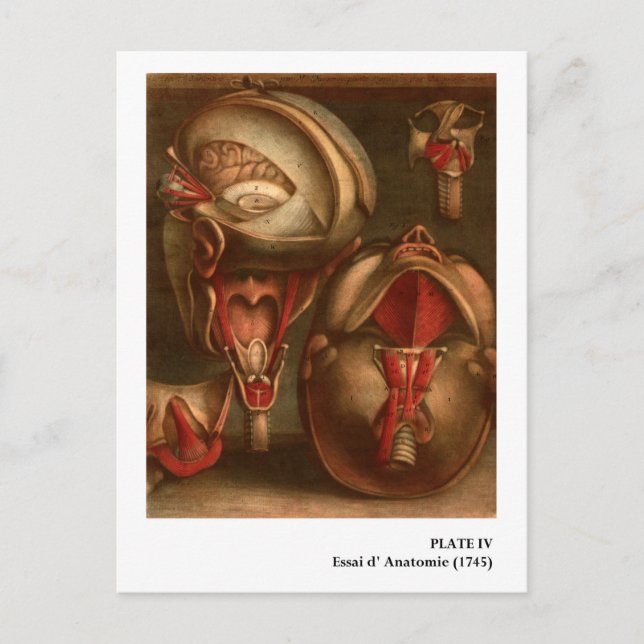 Vintage Anatomie | Kopf und Neck Postkarte (Vorderseite)