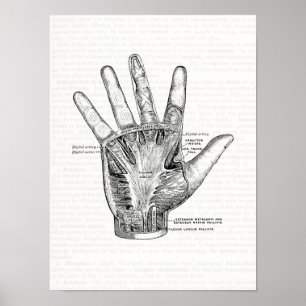 Vintage Anatomie Kunst Die Handfläche Poster